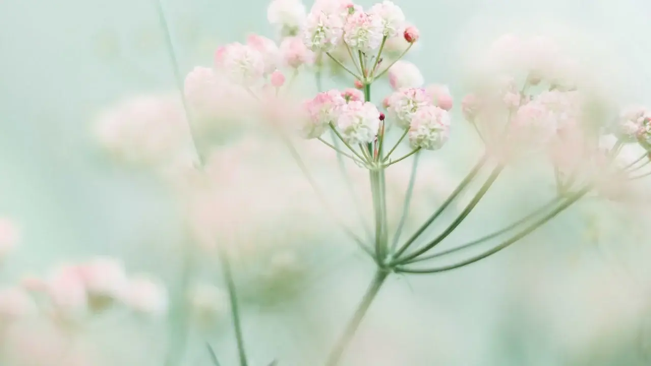 Närbild av skira, ljusrosa och vita blommor med mjukt gröna stjälkar, omgivna av en drömsk, suddig bakgrund i pastellfärger. Bilden har en mild, eterisk och luftig känsla.
